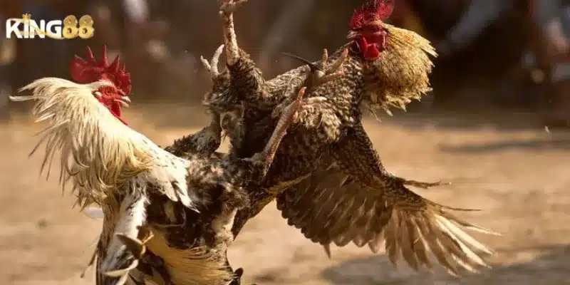 Chiến thuật chơi đá gà từ cao thủ King88